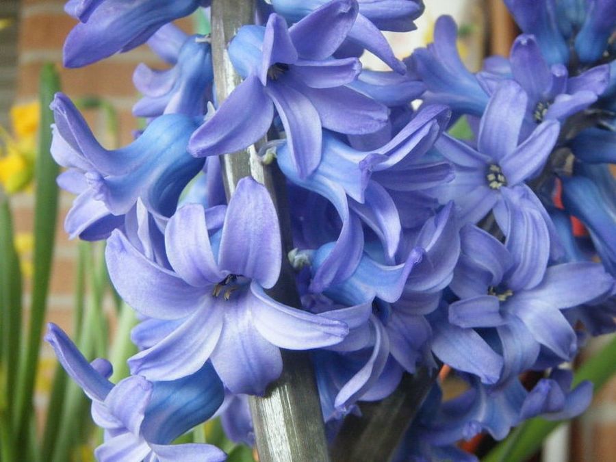 Bulbos de color azul