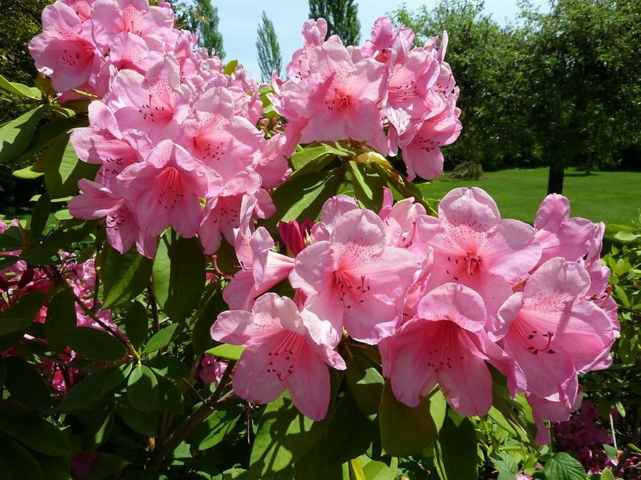 El rododendro, resistente al frío | Plantas