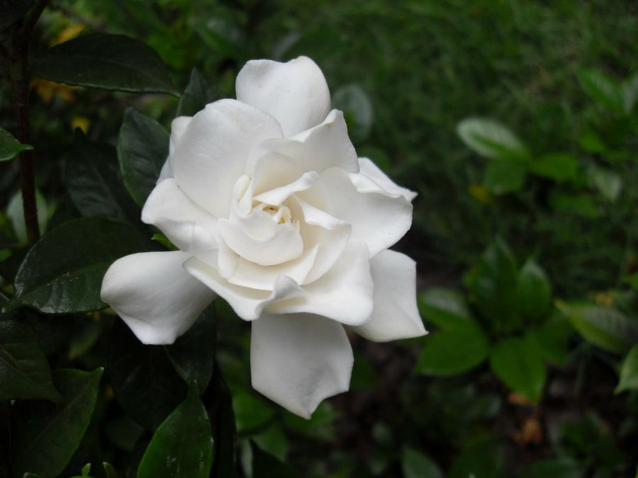 Gardenia jasminoides