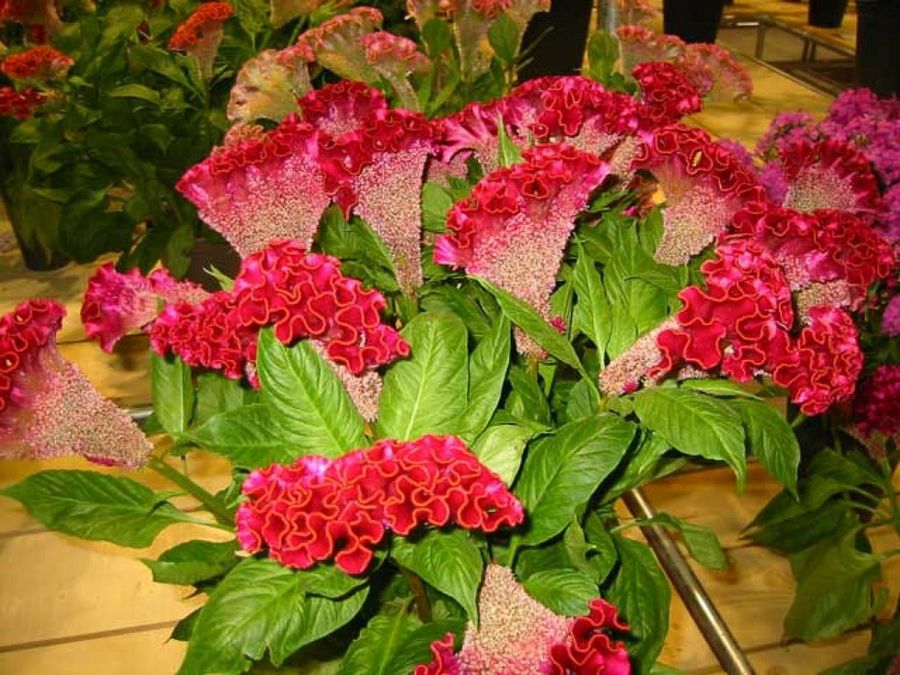 flores rojas