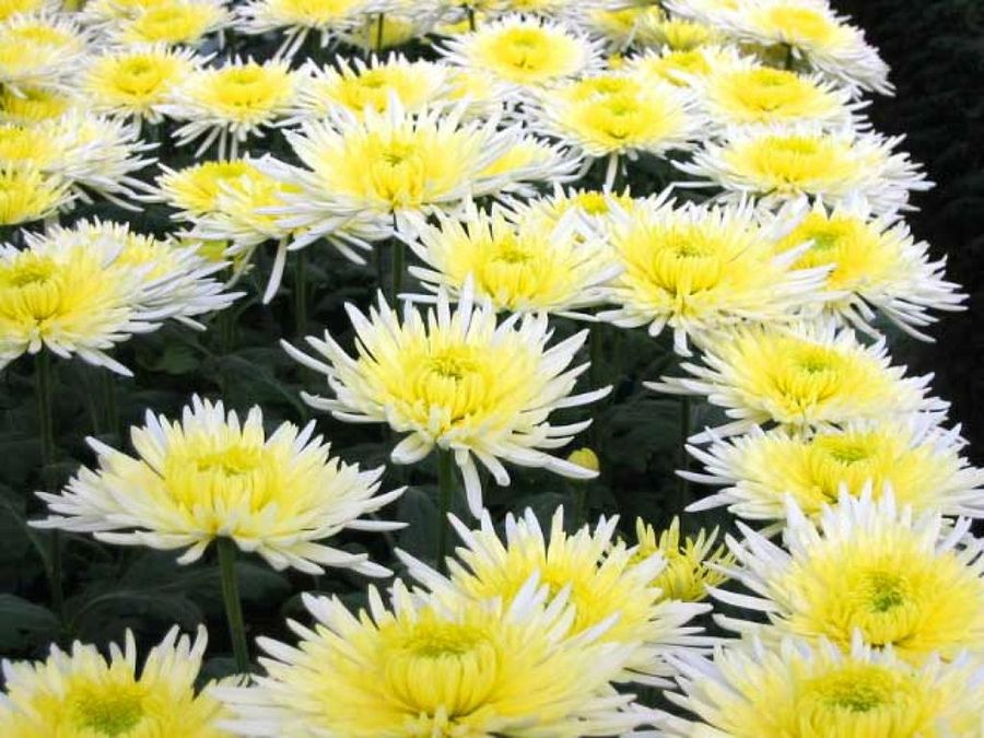crisantemos amarillos
