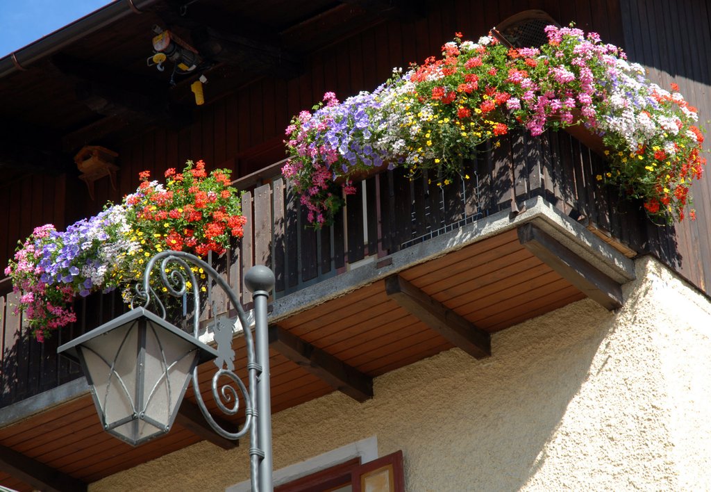 Increíble Adentro persuadir Plantas para balcones y terrazas | Plantas