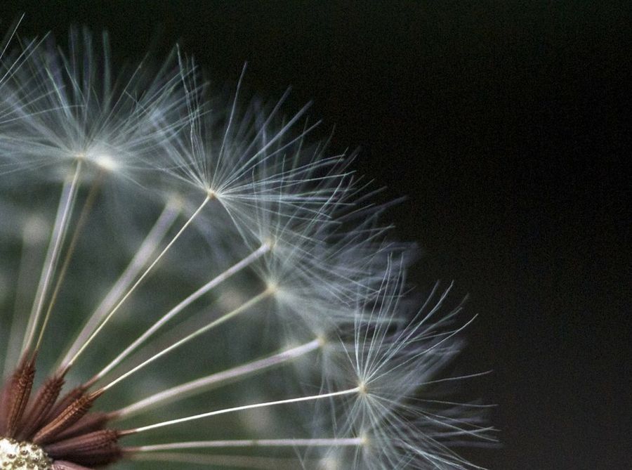 Taraxacum officinale