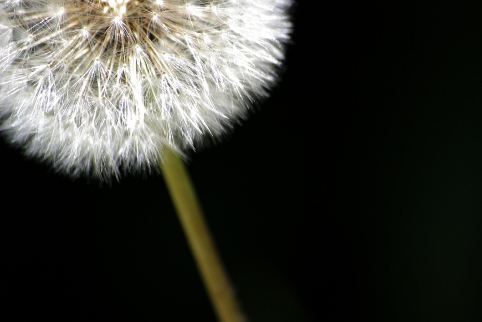 Taraxacum officinale