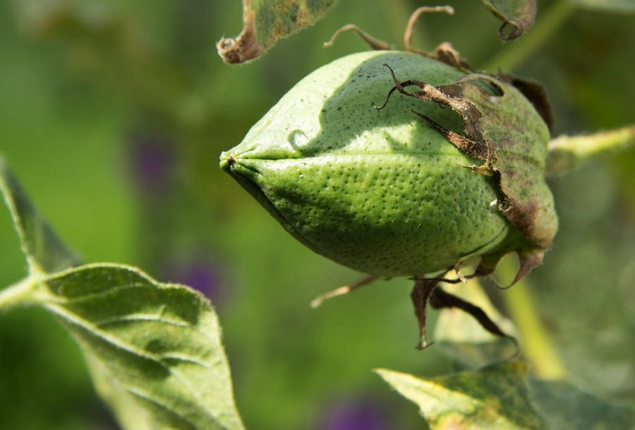 Gossypium