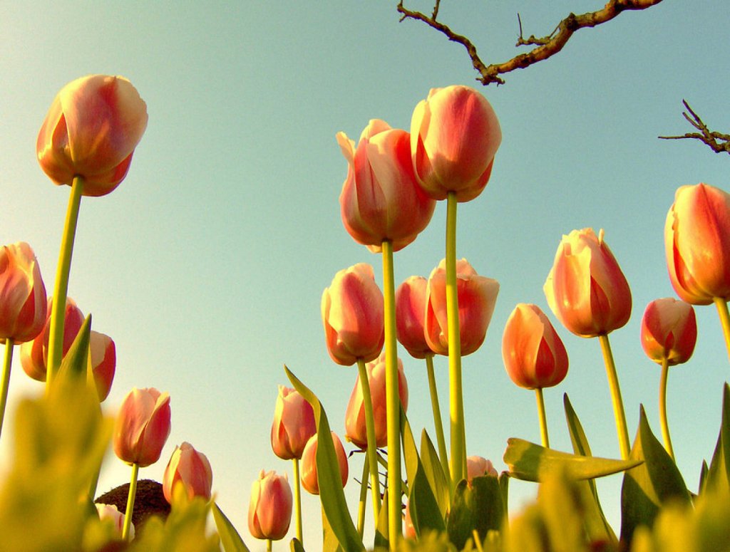 Plantas, semillas y bulbos Plantas de exterior Tulipa dura invernal y  plurianual para jardín Al menos 20 variedades diferentes Tulipanes  exclusivos de Holanda macetas y balcón. 50 x mezcla especial de primavera