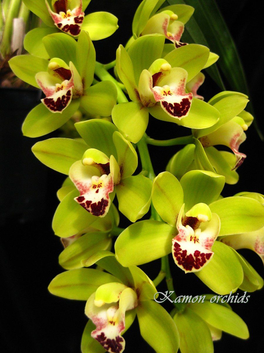 Cymbidium: reina de las orquídeas cultivadas | Plantas