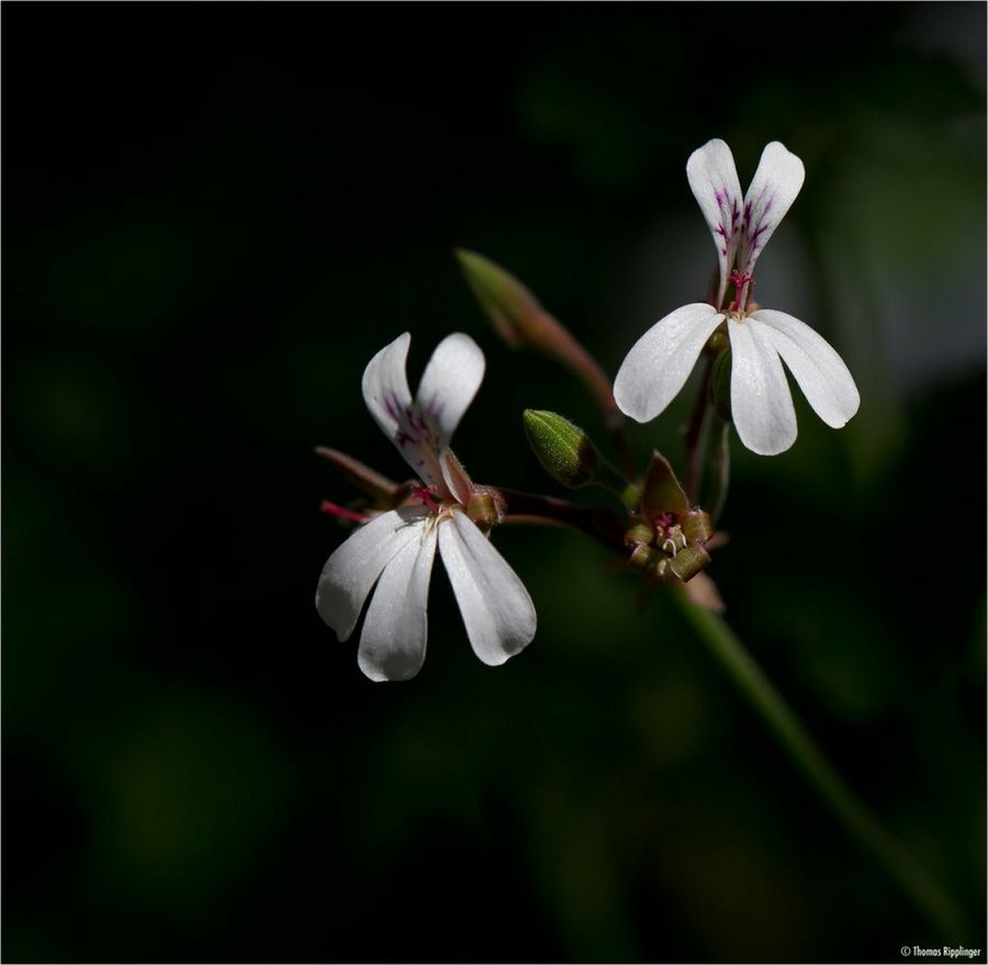 Pelargonium fragans