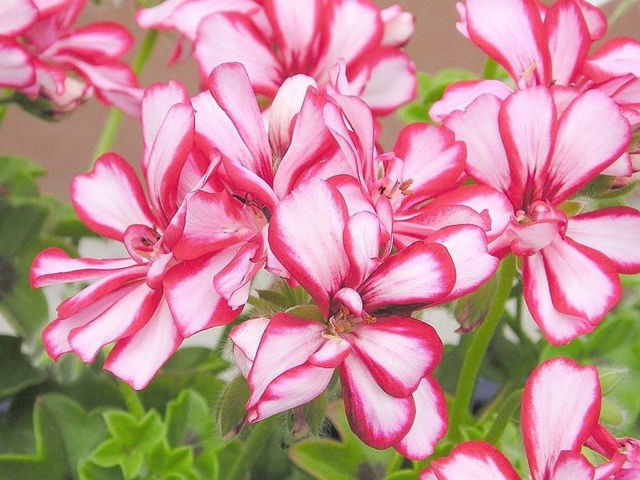 Pelargonium