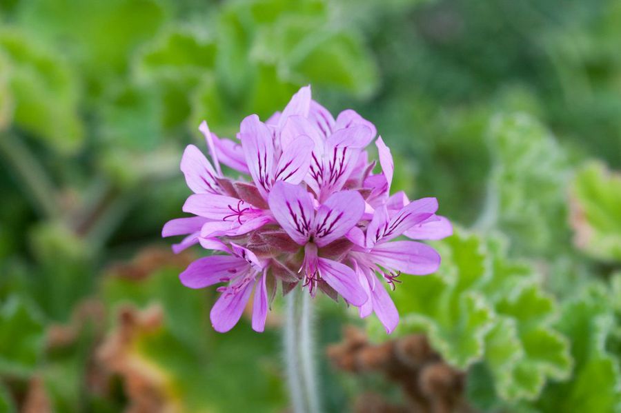 pelargonium capitatum