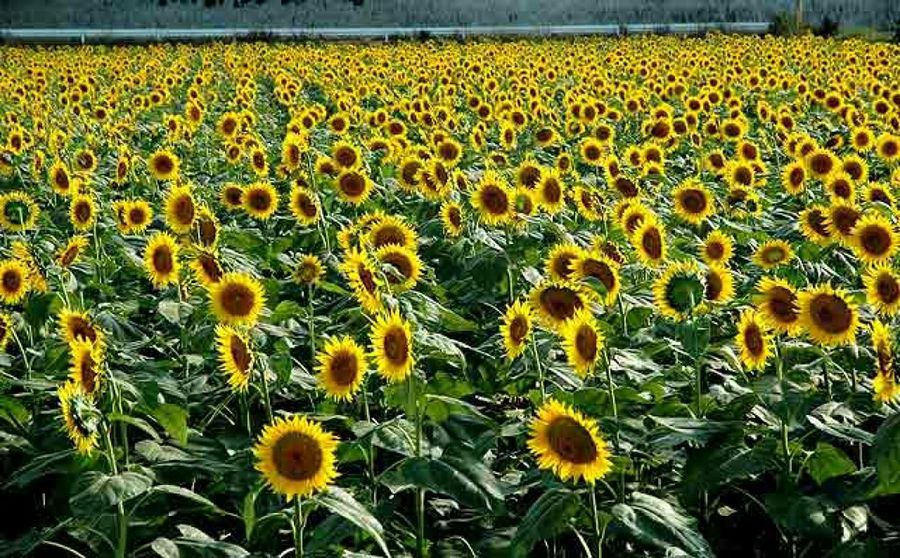 girasoles
