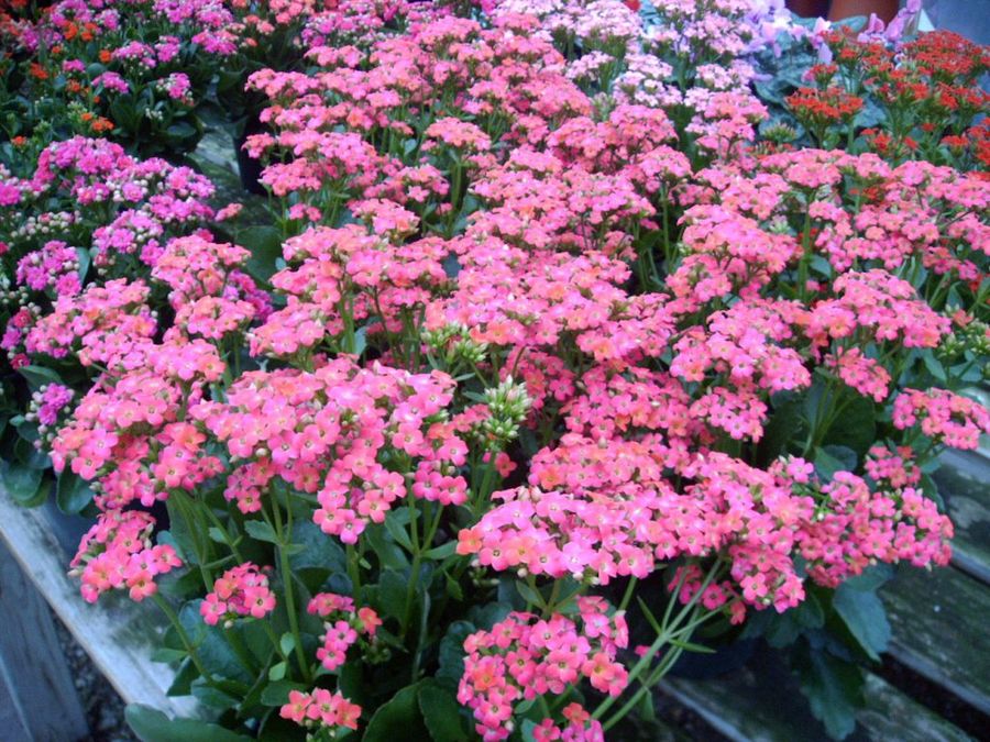 Kalanchoe