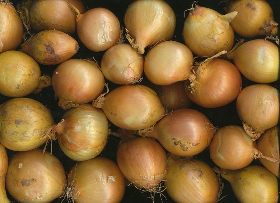 Everything You Need to Know About Onions