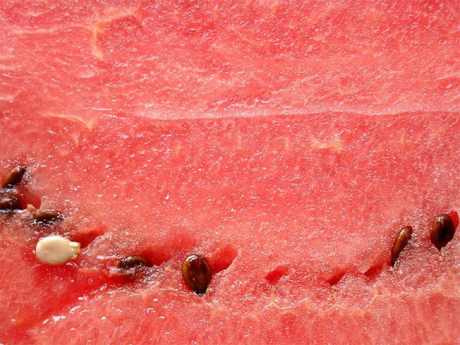 Pepitas de la sandía