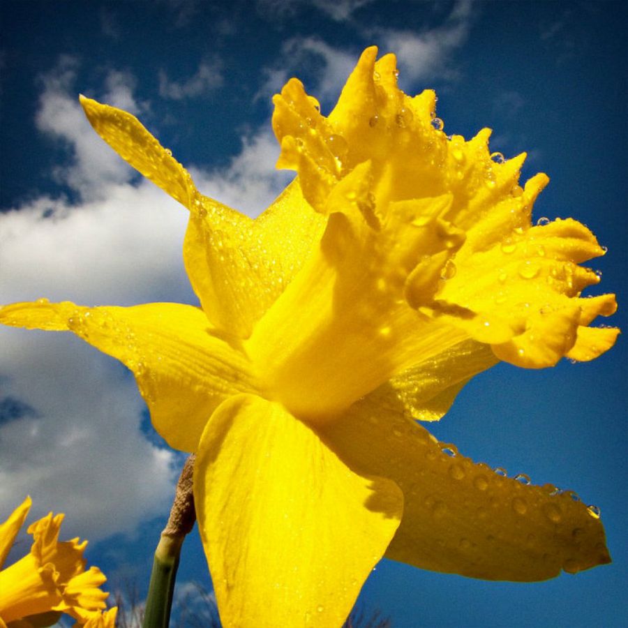 El narciso, una flor de leyenda | Plantas