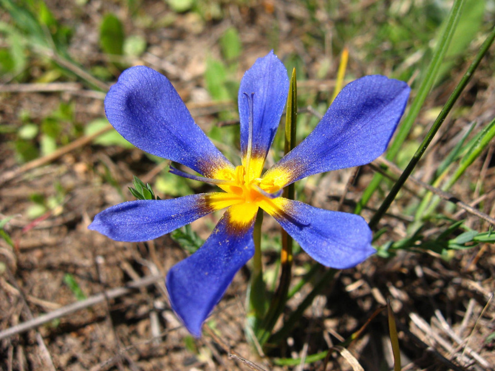 Violeta