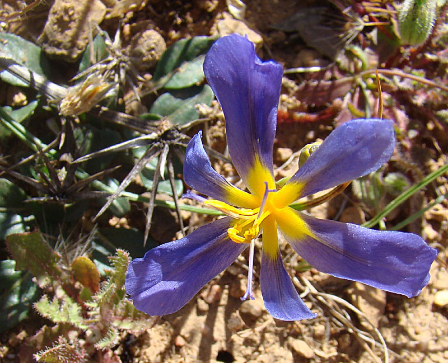 Calydorea