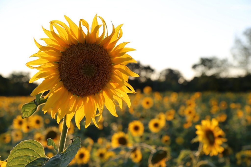 Girasol | Plantas