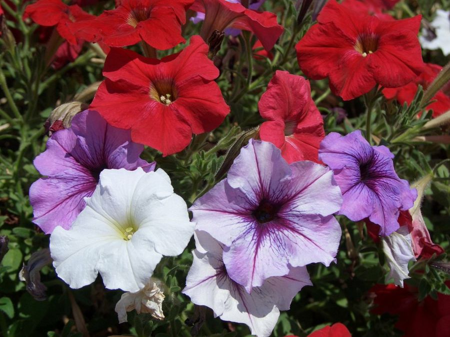 Petunias