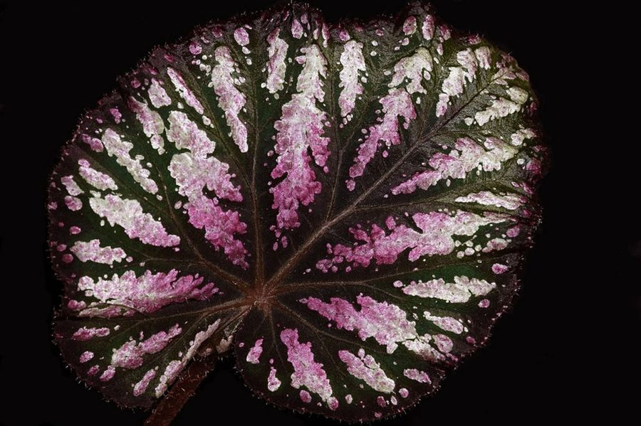 Begonia Rex, la más famosa en su especie | Plantas