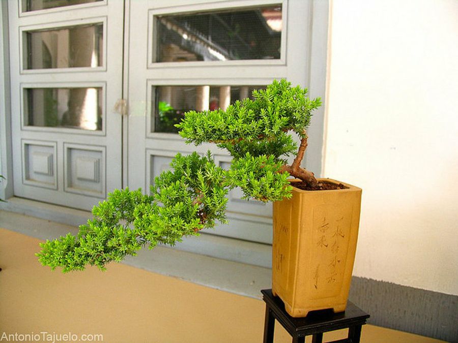 Bonsai