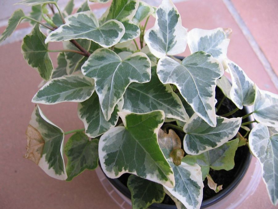 Hedera