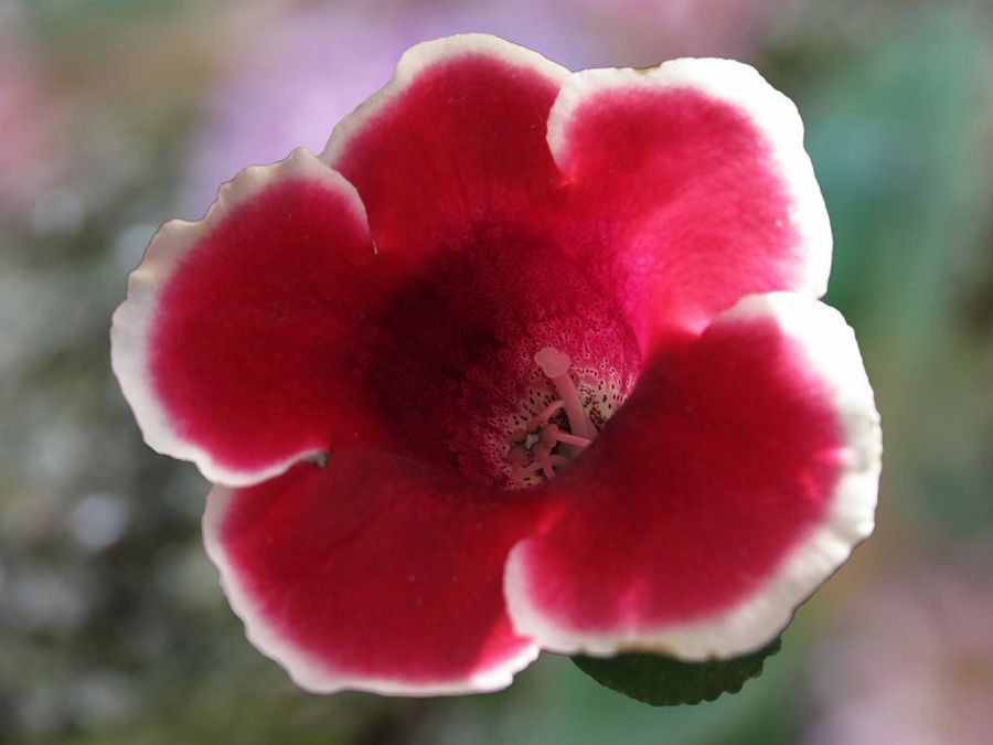 Gloxinia