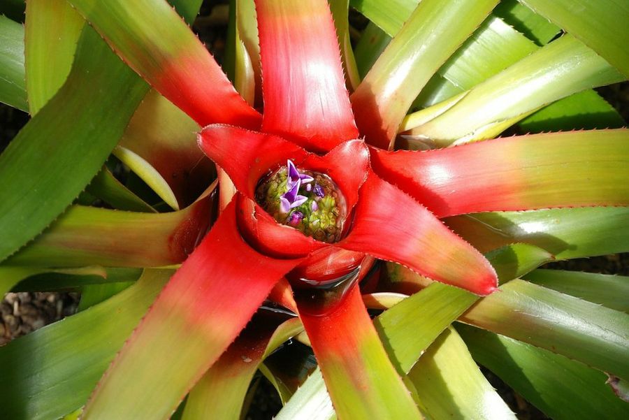 Bromelia