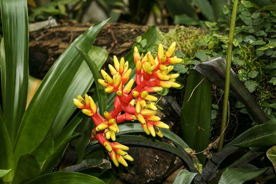 Bromelia