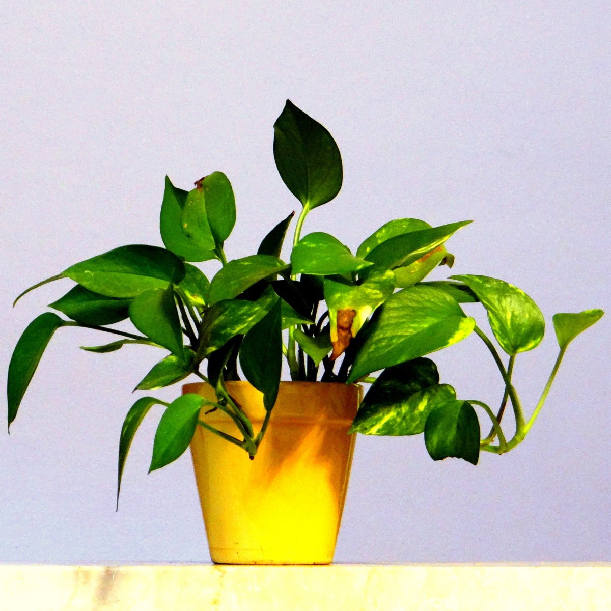 Pothos