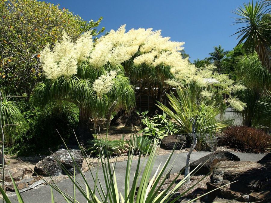La Beucarnia | Plantas