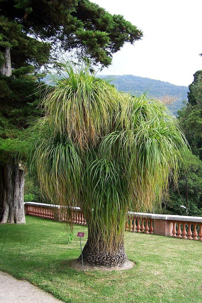 Beaucarnea Recurvata