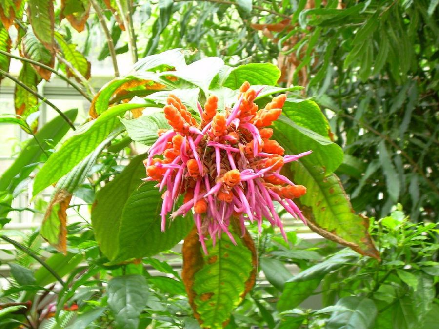 Aphelandra