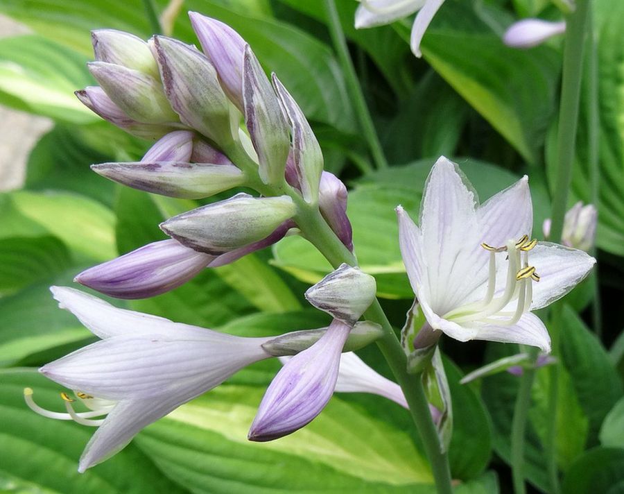 Hostas