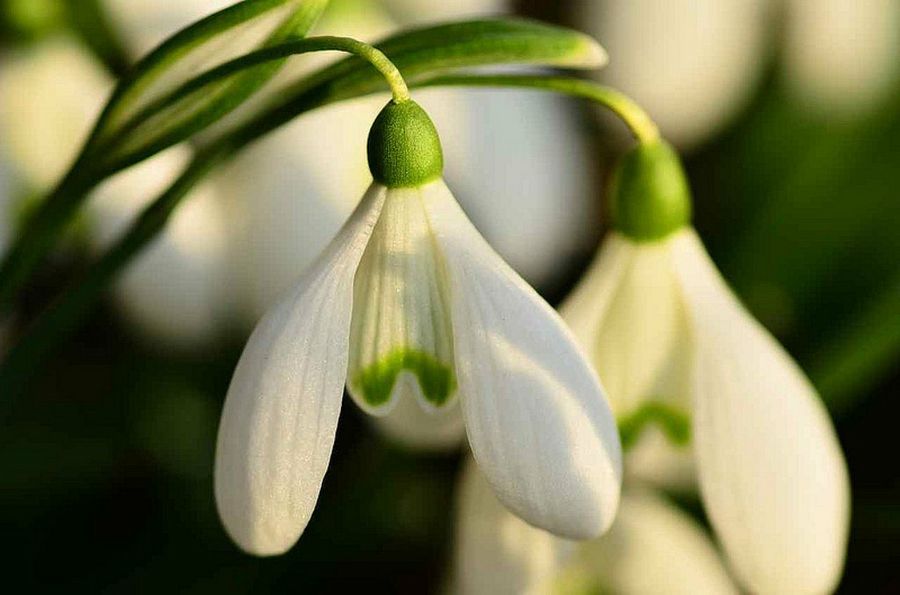 Galanthus nivalis