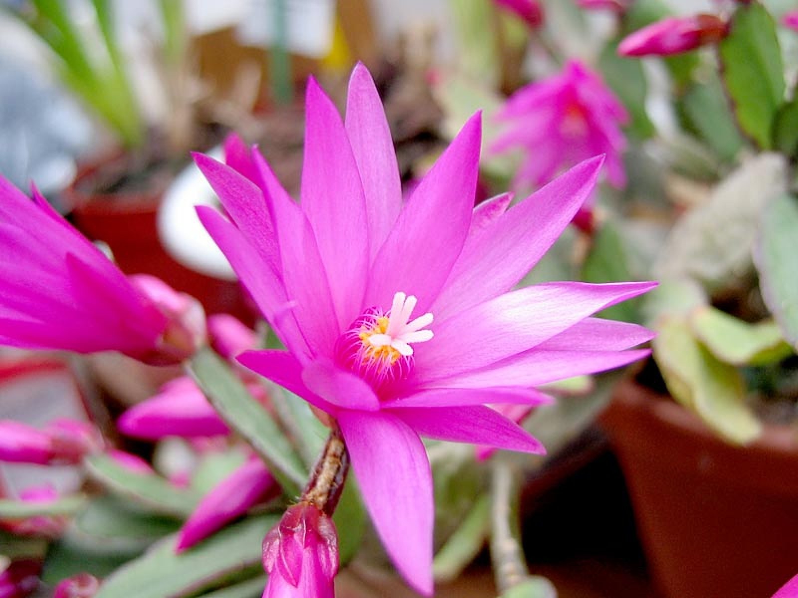 cactus de navidad y pascua