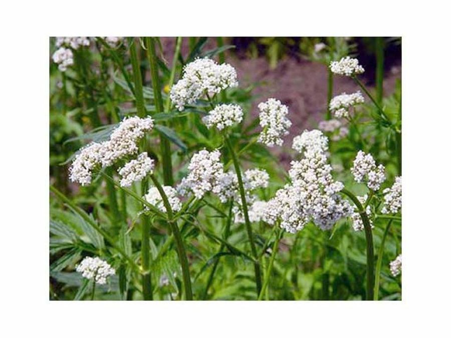 valeriana