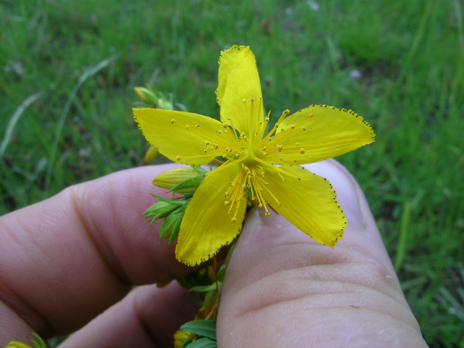 Hypericum Perforatum