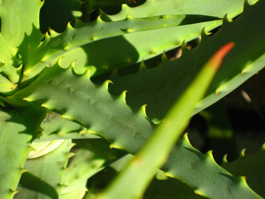 Aloe Vera