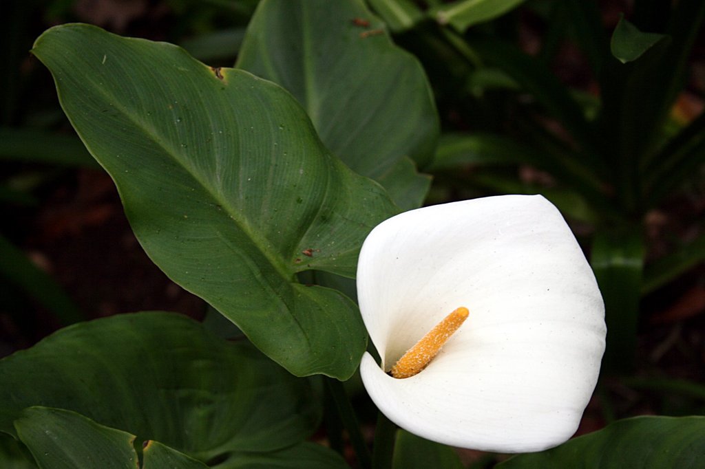 La elegancia de los lirios de agua | Plantas