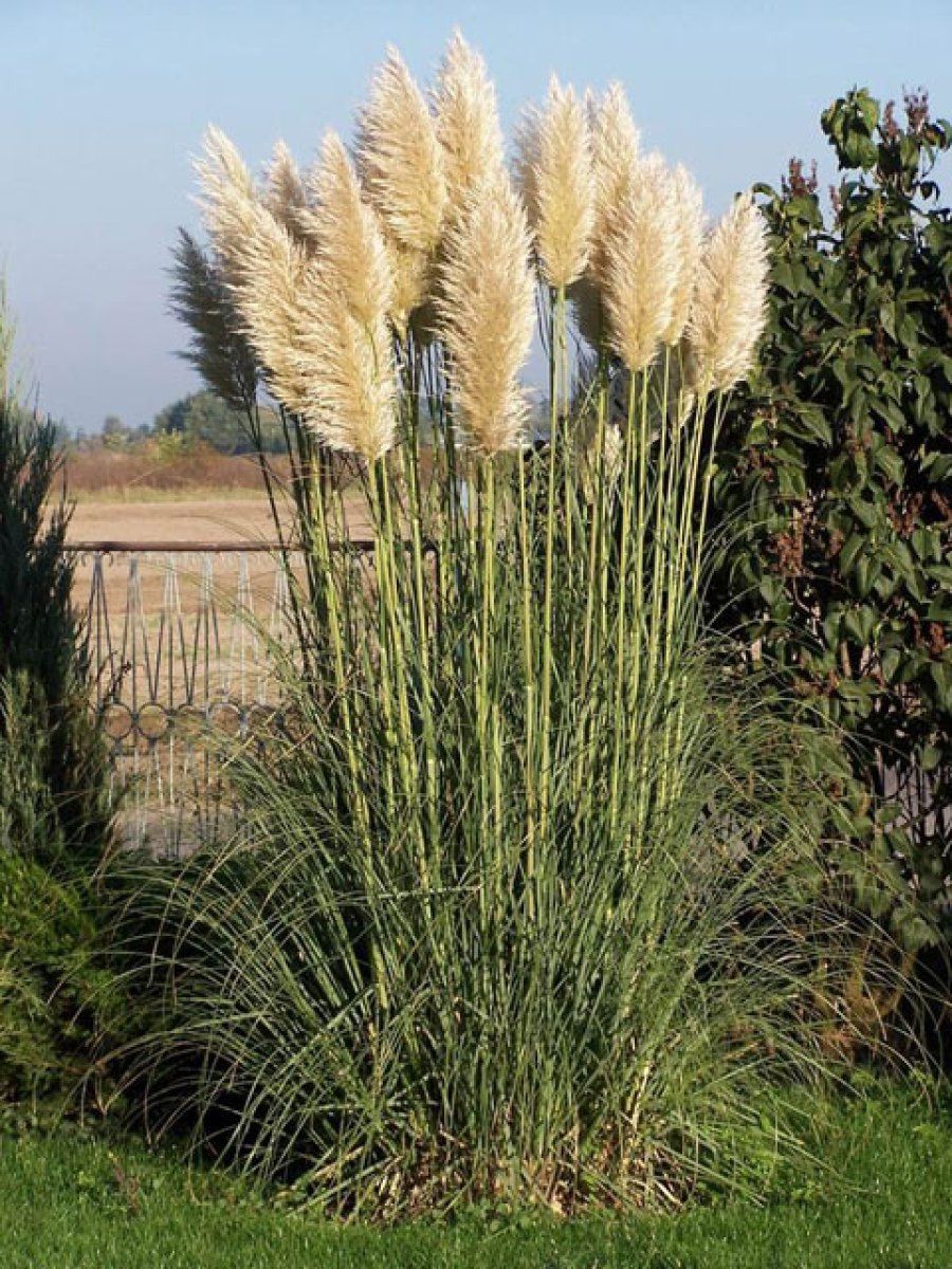 cortaderia selloana