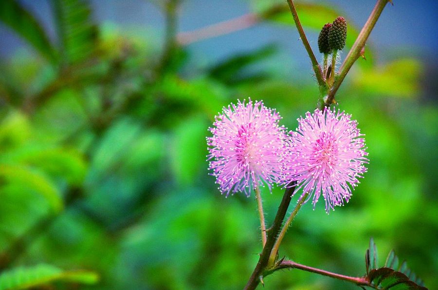 Mimosa pudica