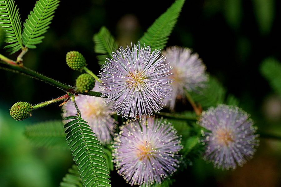 Mimosa pudica