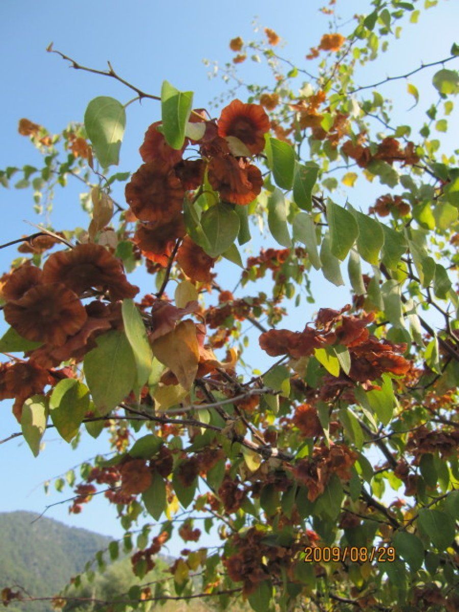 Paliurus Spina-christi 