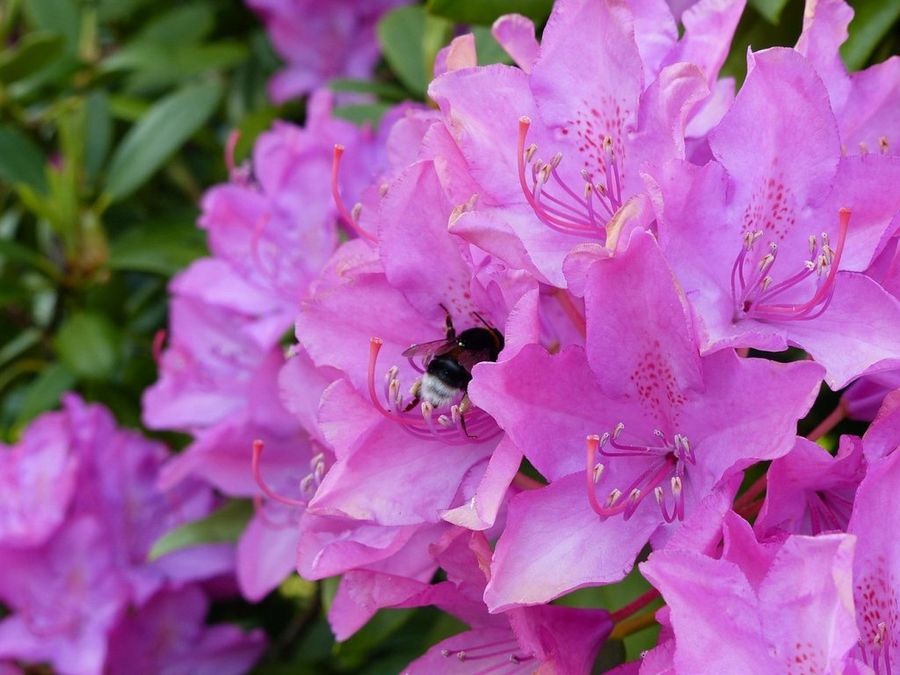 Rododendro | Plantas