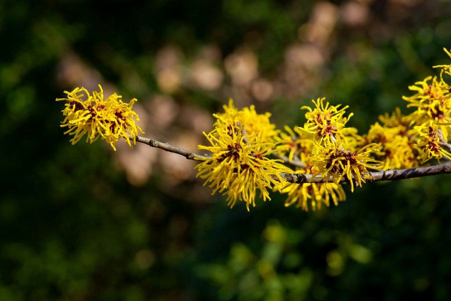 Hamamelis mollis