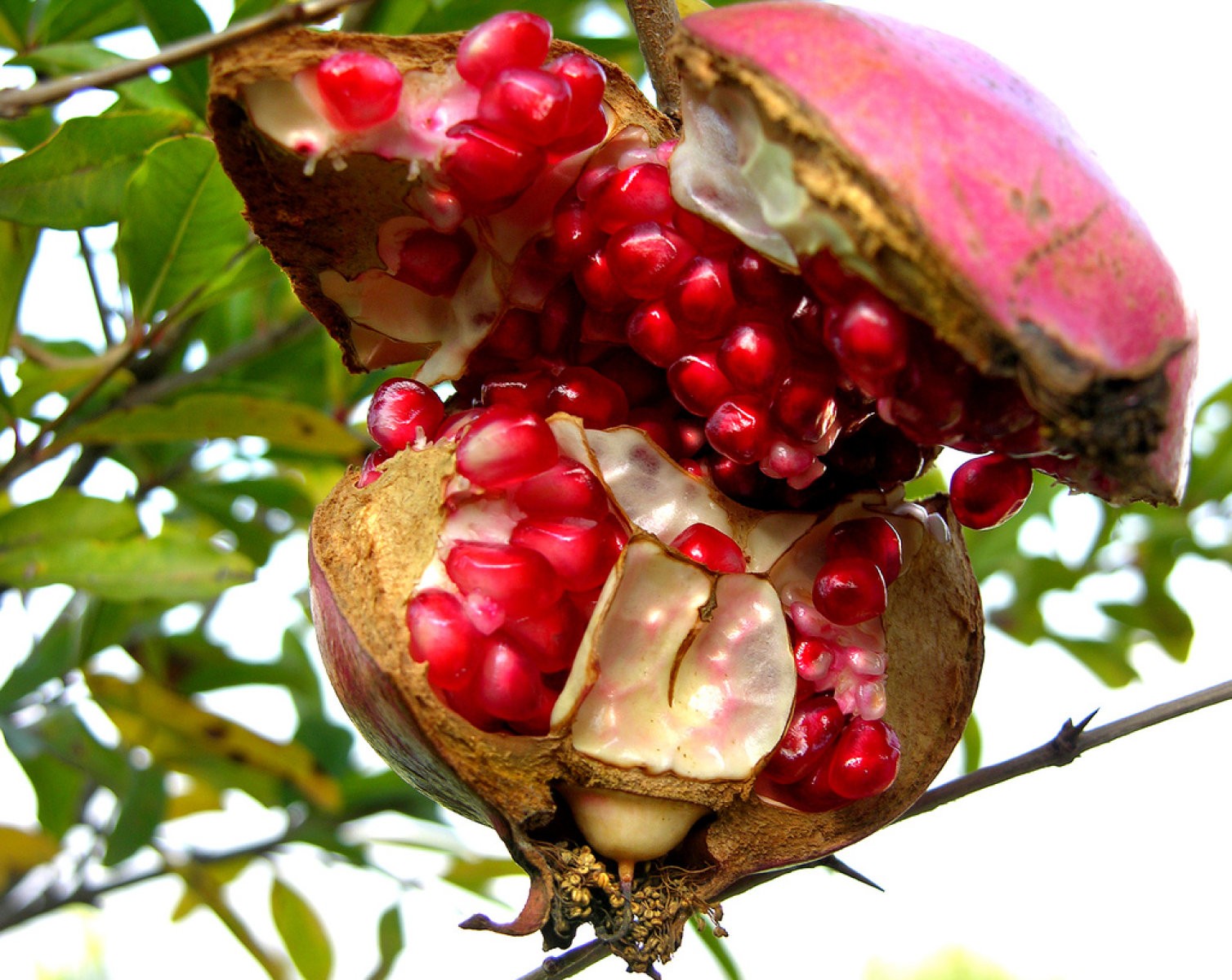 Te contamos todo sobre el granado y su fruto