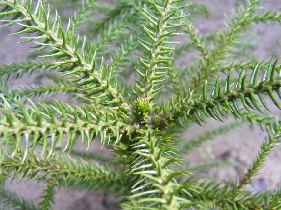 Araucaria 1