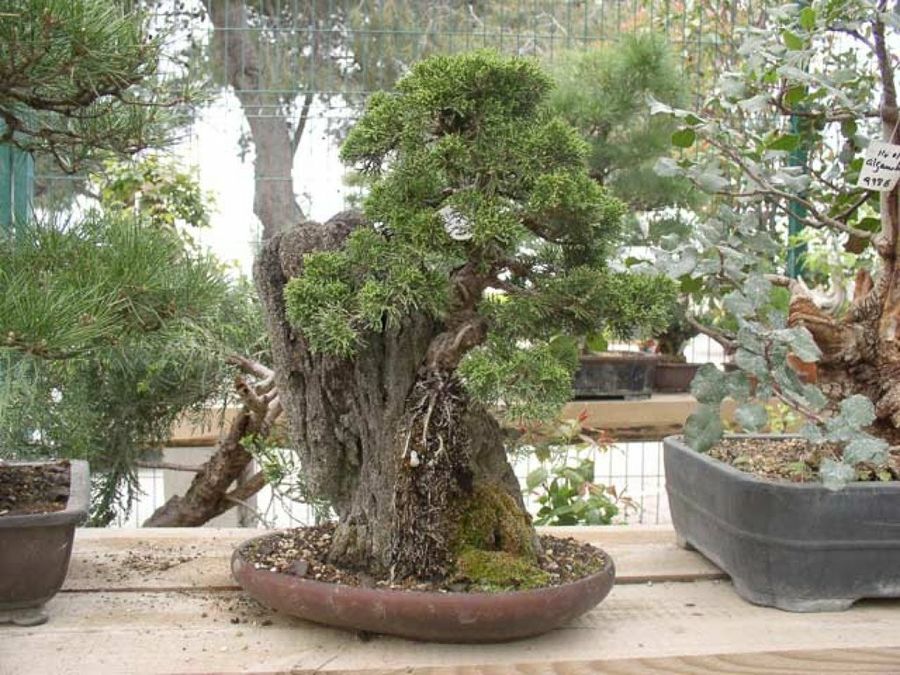 bonsái
