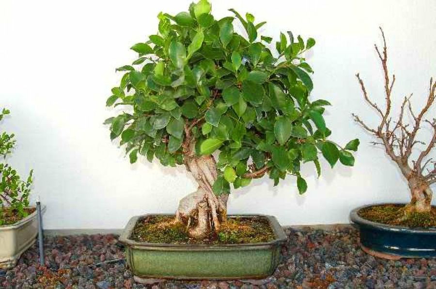 Herramientas de Bonsái y otros materiales - Bonsai Empire